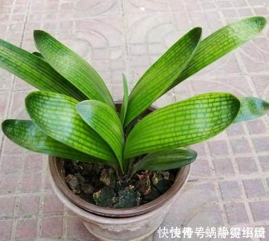 养君子兰用点它,三天生根,10天就发新叶,植株健壮挺拔