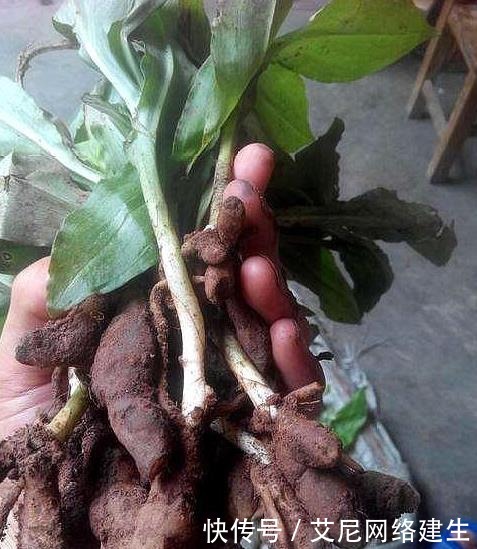 “它”被人称作“最丑”兰花,却因根茎有独特作用,深受男喜爱女