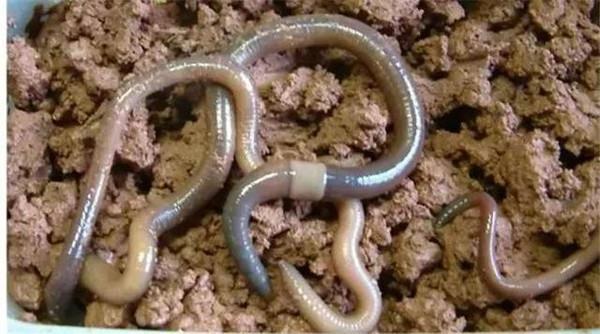 钓鱼就用小麦跟蚯蚓，一个打窝一个当饵料，钓鲫鱼效果相当好！