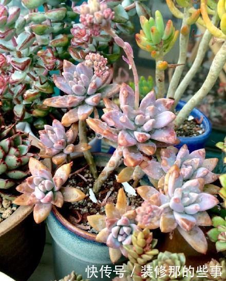 多肉中的“四胞胎”,长相相似却各有千秋,教你这样辨别!