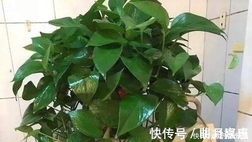 养花土里掺点它,盆土疏松肥沃,不黄叶不烂根,啥花都喜欢!