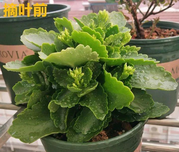 花苞|家里有这花,赶紧掐叶子、剃平头,剪完立马冒花苞