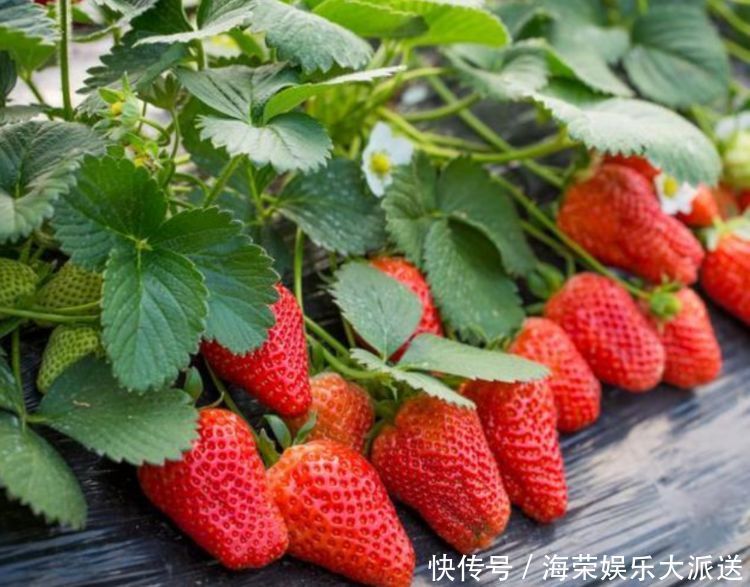 盆栽|3种水果种阳台上,当年果子挂满枝,随吃随摘无公害,全家乐呵呵