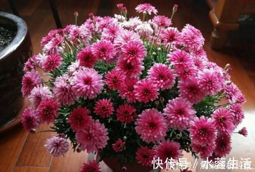 家家都有的垃圾，抓一把掺盆里，养花十年不烂根，开花爆盆挡不住