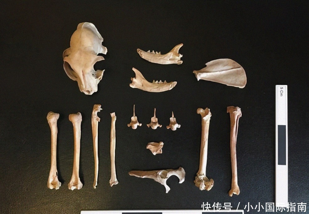 发现|哈萨克斯坦发现丝路上最早的家猫,见证游牧与都会文化交流