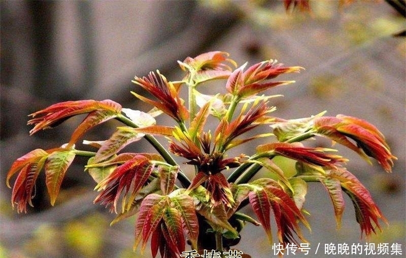 春天4对“双胞胎”野菜,很多人傻傻的分不清楚,你认识几种?