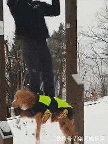 长时间|长时间健身却没效果你可能只差一条狗!