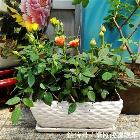 月季花|客厅养上3种花,做好这几点,不久变成“大花房”,芳香更宜人