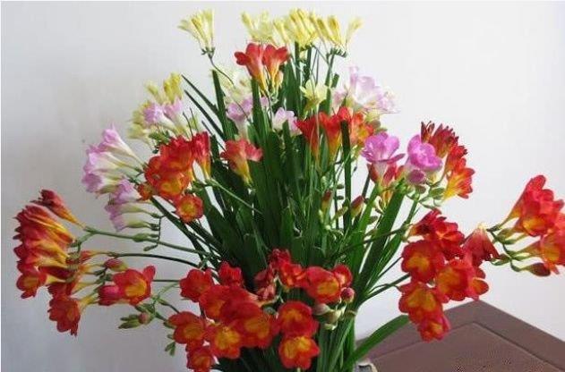 春季养此款花卉,花大服盆快,全年开花不断,花开美观又大气