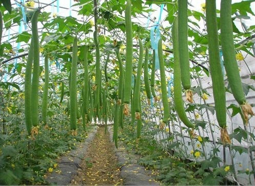 白萝卜|颈椎病的你,可别再愁了,只需3招,就能远离疼痛、手麻!