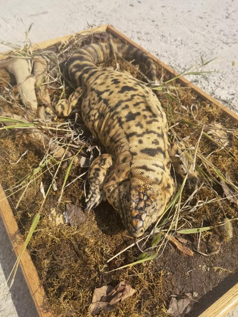 揭秘生物复原师丨80后夫妇迷恋复原濒危生物 “想让人知道它们曾经来过”