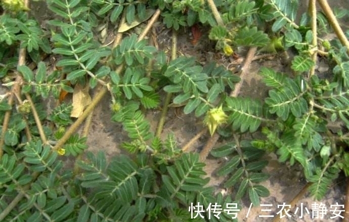 农民|果实都是刺,曾被农民用于喂牲畜,如今却一斤卖13元,成抢手货