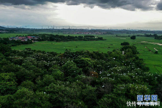 绿水青山鹭鸟|广西桂林：绿水青山鹭鸟来