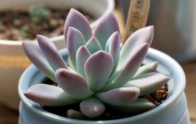 花友|提醒肉友换盆土,你弄清楚什么时候动手合适,如何操作了吗