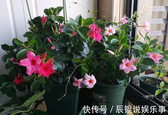 春夏交替，养啥花省心简单？家庭盆栽5款植物，装饰效果佳