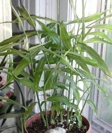 玻璃杯|5种蔬菜吃完根别扔,丢水里就疯长,7天养成花,比绿萝还要美