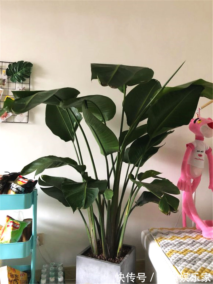 4种“吉利花”,养在客厅最合适,漂亮大气,吉利又顺当