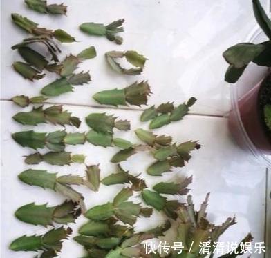 秋天|蟹爪兰度夏“破败不堪”，咔嚓剪一刀，九月满新叶，开花密