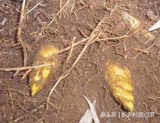 野菜|农村这种“长寿菜”,种一次每年都能吃,是一种非常好的野菜