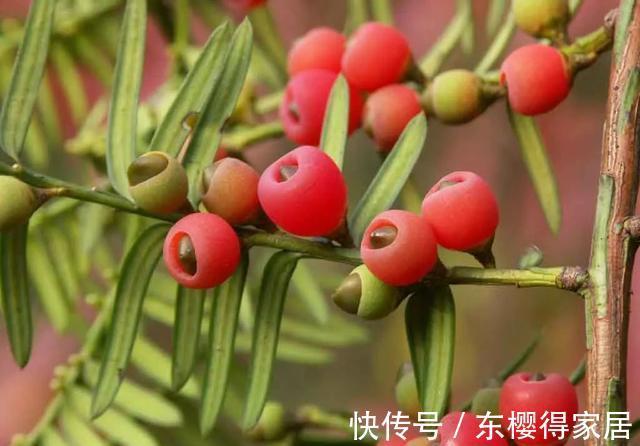 授粉|红豆杉只开花不结果,只要找准原因及时解决,满树结满红果果