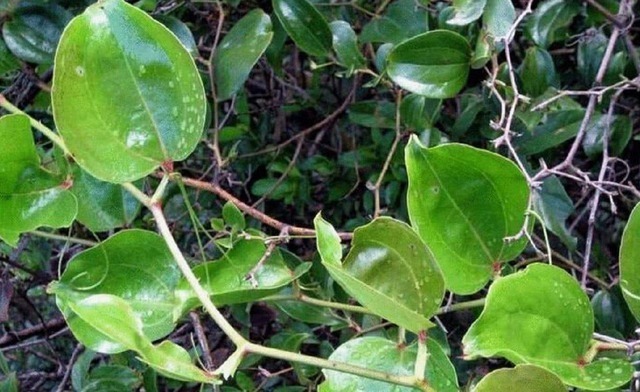 根茎|农村有1“金刚藤”，上至叶，下至根，浑身是宝，遇见可赚大了