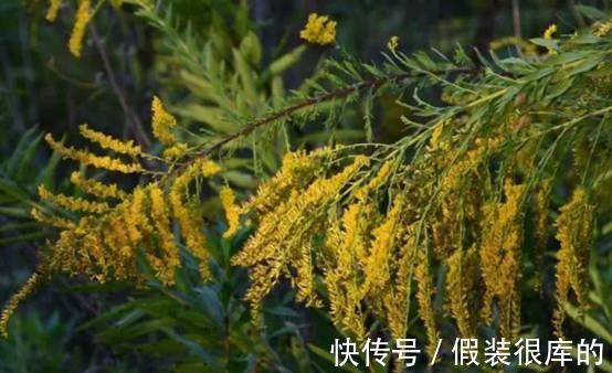 又见外来物种入侵!浙江出现“植物杀手”,外表迷人却危害极大
