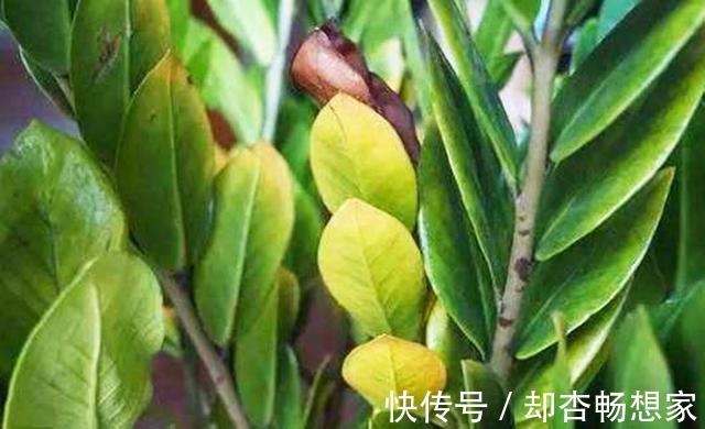 金钱树没精神老黄叶,挪个位置、剪两刀,植株粗壮、长得绿油油