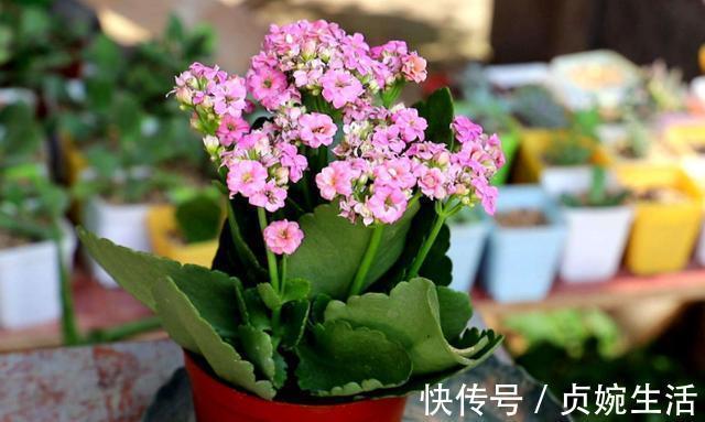 多肉植物|新手花友养长寿花，该牢记哪些才能一年四季开花