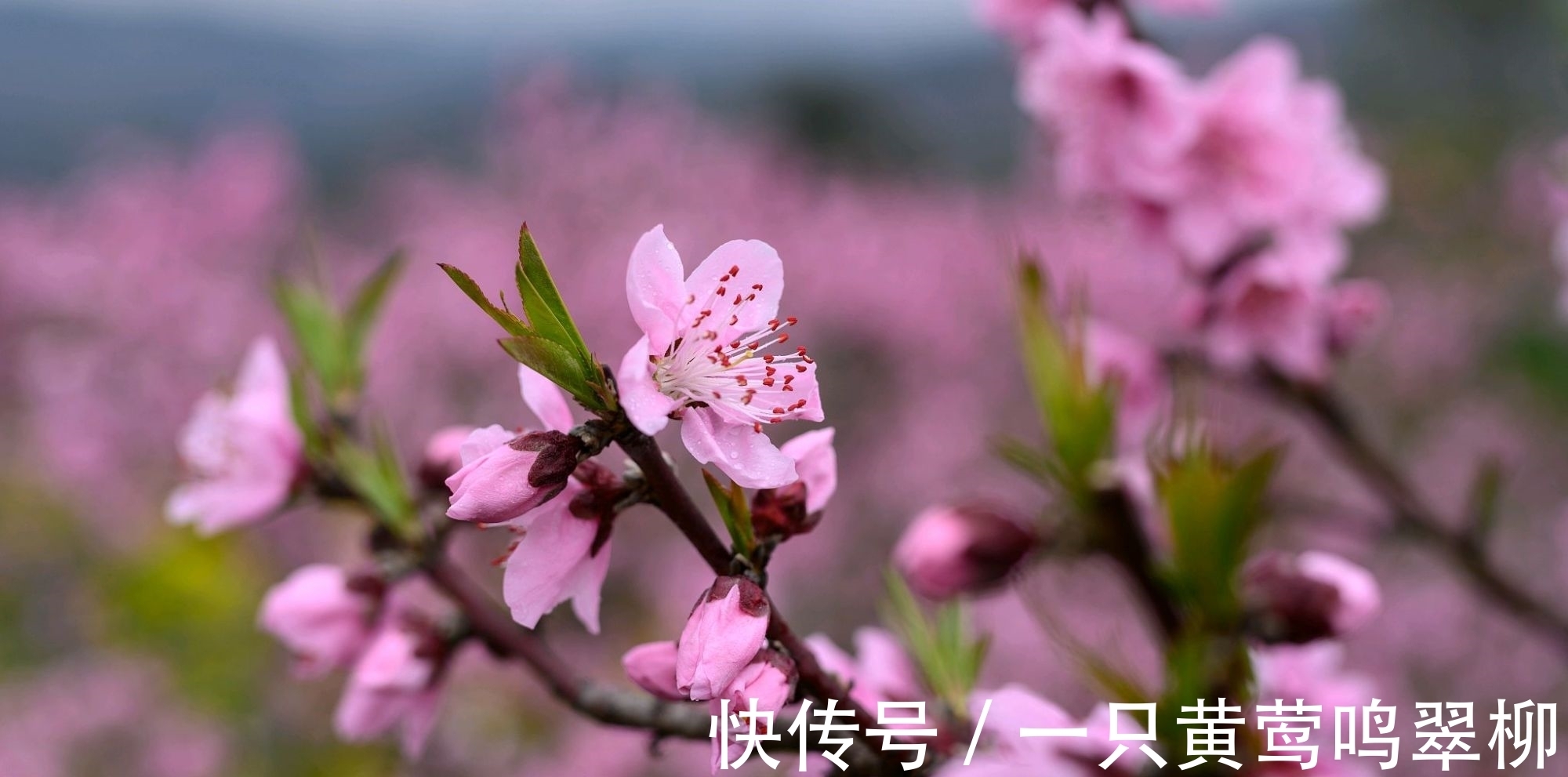 七律&白居易的一首七律，借景言情，不同俗流，抒發了對人才的珍愛之情