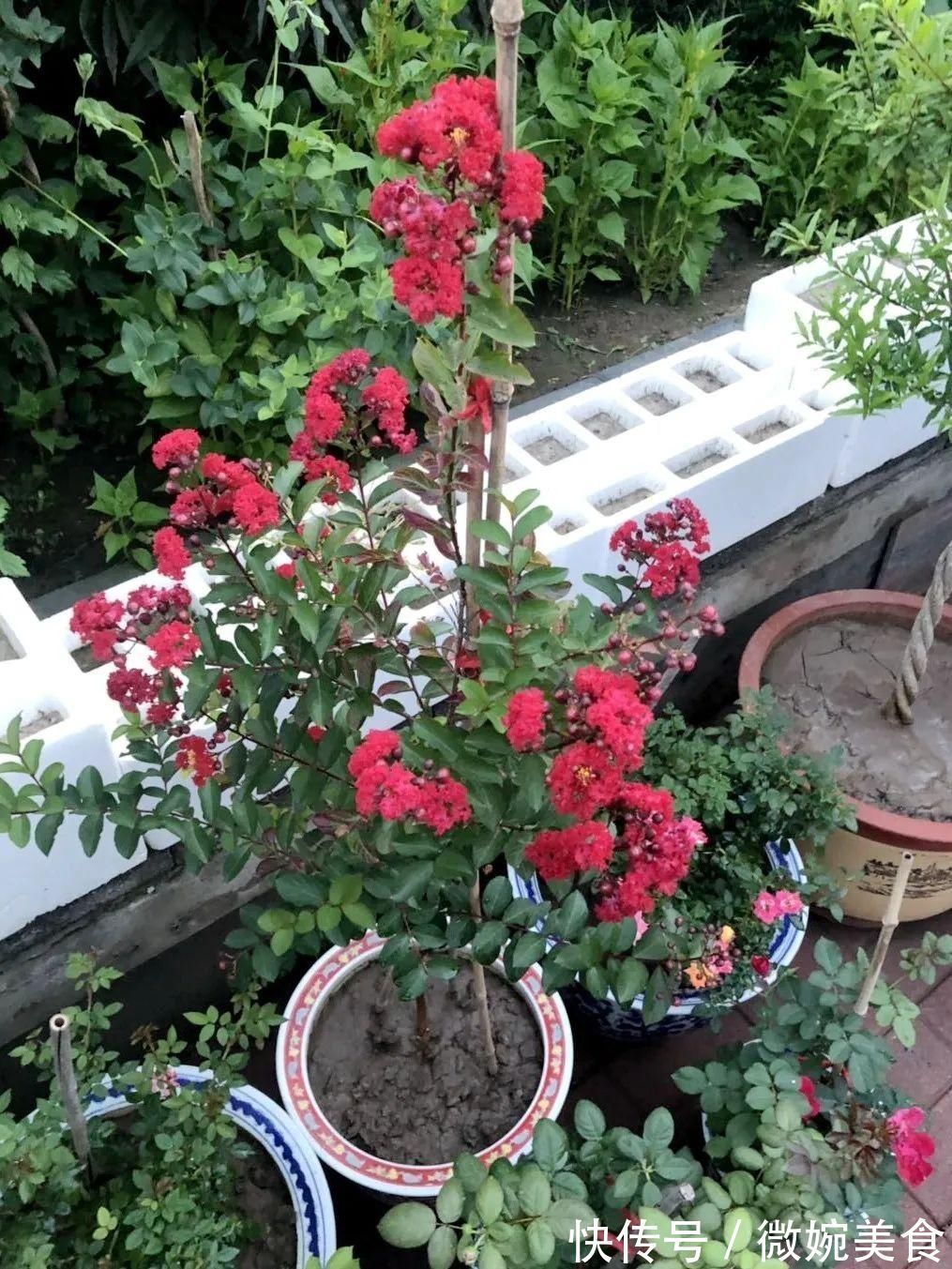显摆一下我的家丨花开香满院，爱花人在自家庭院建小花园