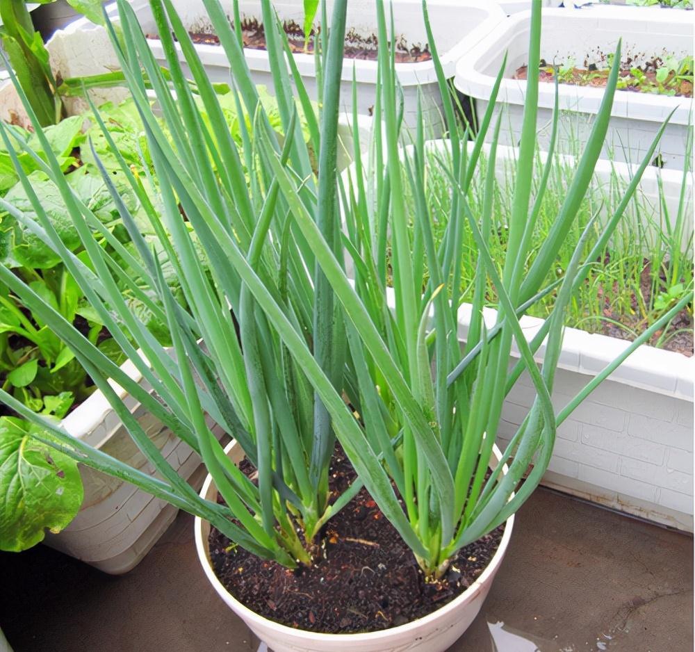 种植|5种“菜根”别扔,插进花盆,浇浇水,半个月长成“小菜园”