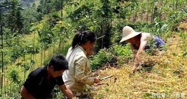 血管堵塞|它是血管“清洁工”每晚睡前吃一点,清除血管垃圾,远离血栓