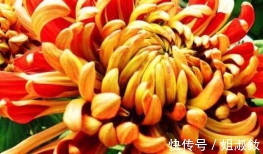 万山红遍|喜欢养花不妨养盆“葡萄冰山”,株型饱满,花大色艳,适合盆栽养