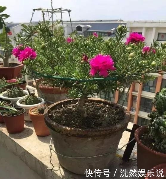 老桩|金枝玉叶又能派上“大用场”,嫁接几根太阳花,变成老桩“花柱”