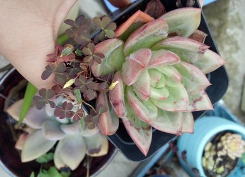 无根多肉该怎么养护？上盆后做好2点，不到半个月就往外窜新叶