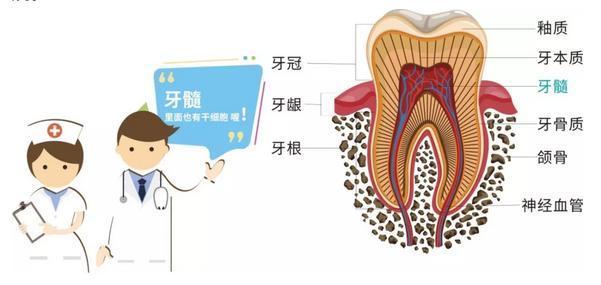 咸鱼翻身|越来越多父母为孩子储存乳牙，爸爸妈妈们，可别再扔掉它