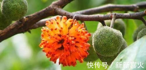 回家|你见过构树吗价值高作用多,见到可以把叶子采回家