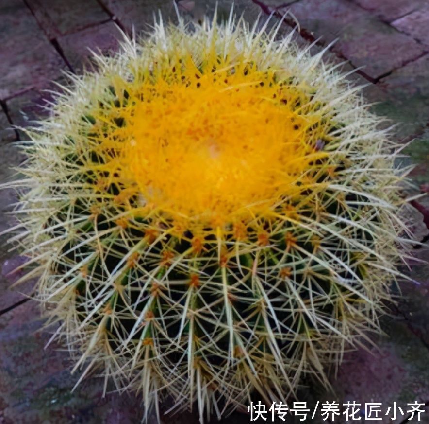 仙人球|威武霸气的3种花，少水少肥伺候它，可以养成“传家宝”