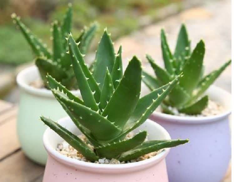 6种花常年开花易爆盆,被称为花卉界的劳模,开花漂亮一年不停