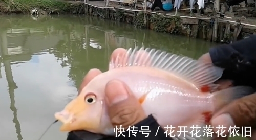 家门口边上的野塘,竟钓起一条粉嫩的鱼,像块肥肉,有人认得吗