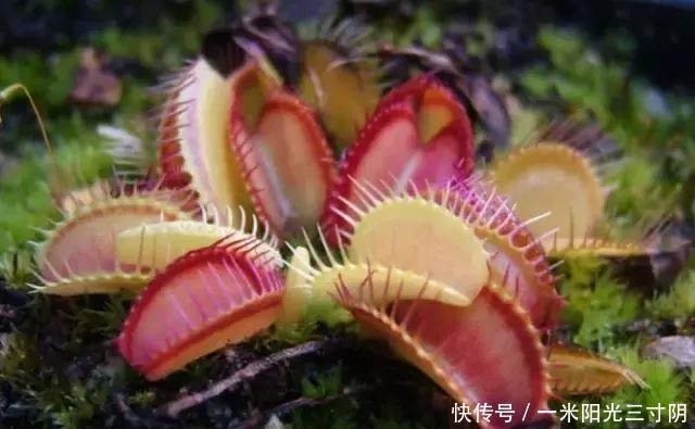 世界上十大剧毒植物,你身边有吗?