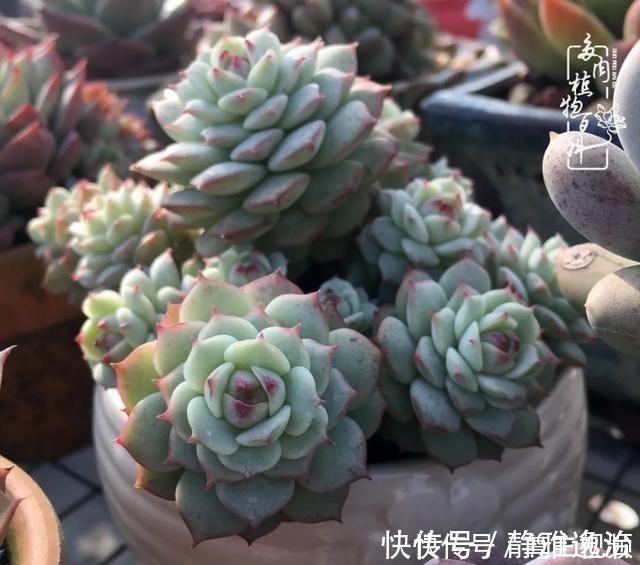 静夜|养多肉三年多，初见惊鸿！累并快乐着！养多肉三年多，初见惊鸿！累并快乐着！