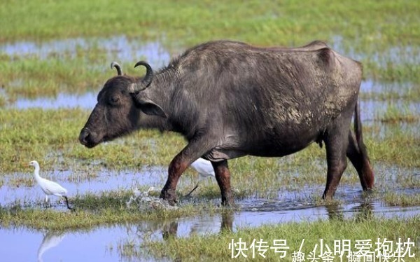 生肖鸡|生肖牛最佳配对生肖是谁？日子苦尽甘来，事业旗开得胜，青云直上