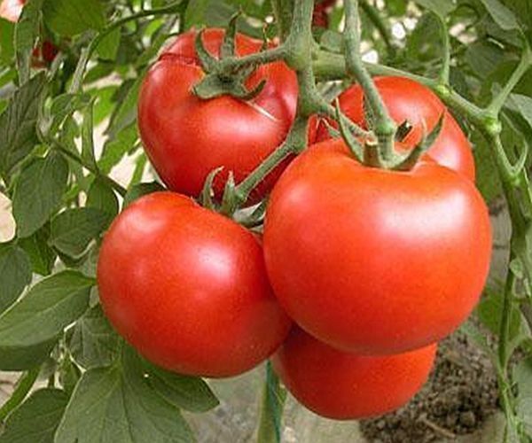 成熟剂|如何辨认打了激素的西红柿只需认清3点,就可以放心吃西红柿!