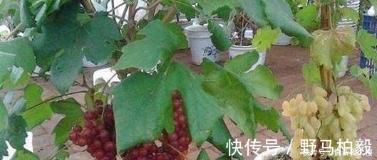 土壤|3种“水果”不用买，剪下枝条“插土里”，生根发芽，采摘1箩筐！