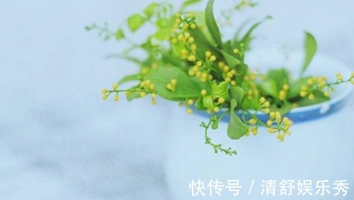 茉莉花|家里养上3种花卉,不用喷香水,就能香飘满屋,好看又好闻!