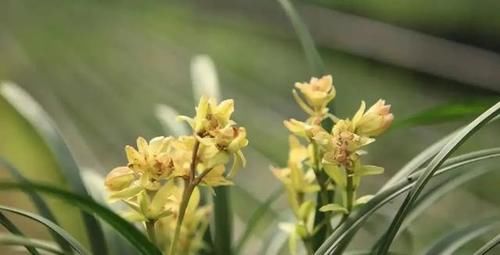 你觉得兰花怎么样？