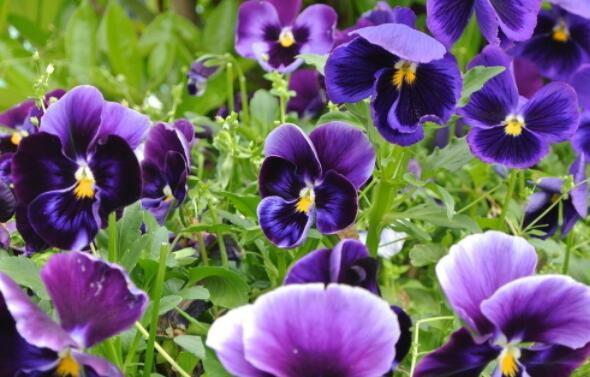 想养花试试“它”花语无条件的爱,开花一朵三色,养上超值