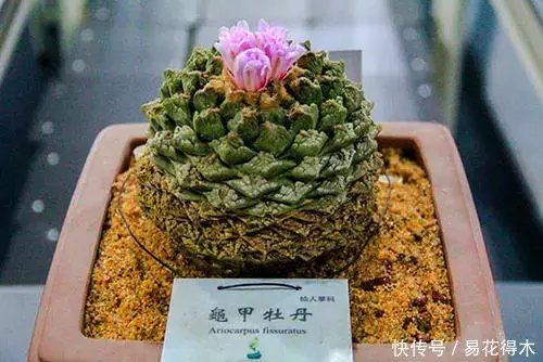 世界濒危珍稀多肉植物 龟甲牡丹 快资讯