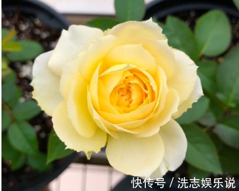 盆花|新手养花，不如养盆花中精品“泰姬”，花开如美姬，高贵美艳